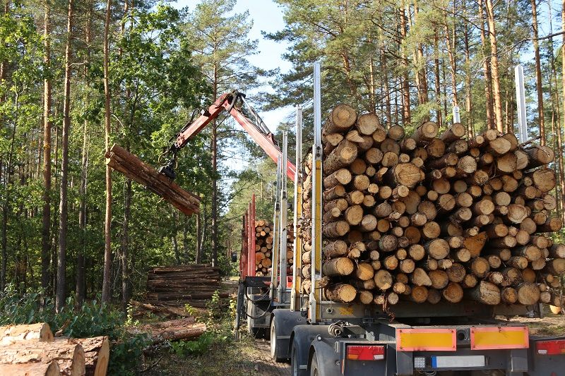 Timber-harvesting-and-transportation-in-forest.-cm